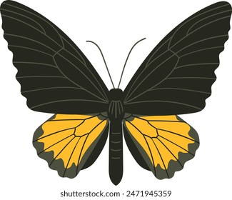 Troides Miranda, mariposa Cuneifera. Una Grande mariposa extendida perteneciente a la familia de la cola de golondrina. Ala de pájaro de montaña hermosa. 