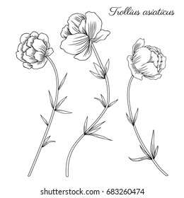 Trollius asiaticus flowers, globeflower hand drawn vector sketch isolated on white, herbal graphic collection Ranunculus, line art for package, medicine, wedding invitation, greeting card, cosmetic