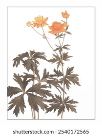 Trollius chinensis, hand-painted floral and botanical painting, hand-painted herbal painting, natural herbs.