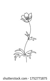 Trollius or globe flower in continuous line art drawing style. Minimalist black linear sketch isolated on white background. Vector illustration