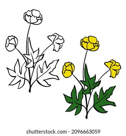 Trollius or globe flower, plant with stem and leaves on white background. Black outline hand drawn sketch and colored version. Floral vector for coloring book, childrens illustration, screen printing.