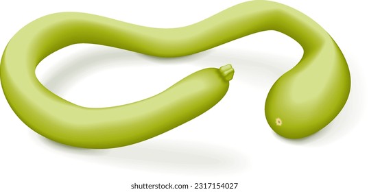 Tromboncino Squash or trombetta squash. Zucchino or zucchetta rampicante. Summer squash. Cucurbita pepo. Fruits and vegetables. Vector illustration isolated on white background.