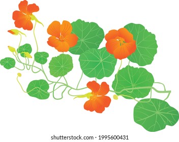 Tropaeolum majus. Beautiful orange medicinal herb. Isolated.