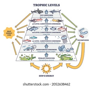 Trophic Levels In Water Wildlife As Ocean Food Chain Pyramid Outline Diagram. Labeled Educational Division And Classification With Aquatic Animals As Carnivores And Consumers Vector Illustration.