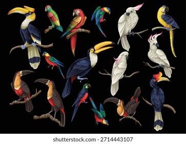 Vector de aves tropicales aislados loros exóticos tucanes cacatúas colorida ilustración de vida silvestre conjunto de colección.