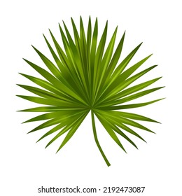 Hoja de palma de dátil tropical en ilustración de estilo caricatura. Vector de plantas exóticas verdes y luminosas aisladas en fondo blanco. Decoración del follaje de la jungla