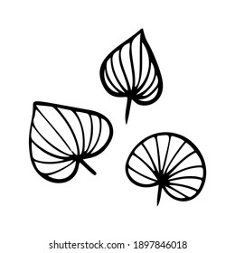 Tropic grass, leaf stylized vector illustration. Doodle illustration of decorative tropical foliage. Leaves of palm tree rainforest isolated on white background.