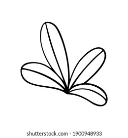 Tropic grass, leaf stylized vector illustration. Doodle illustration of decorative tropical foliage. Leaves of palm tree rainforest isolated on white background.