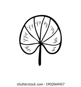 Tropic grass, leaf stylized vector illustration. Doodle illustration of decorative tropical foliage. Leaves of palm tree rainforest isolated on white background.