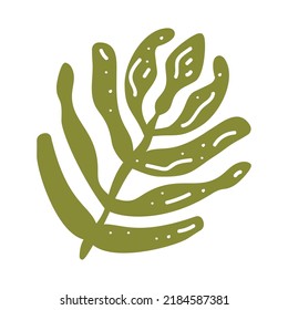 Tropic leaf. Botanical illustration of a palm. single isolated element for decoration, fashion.