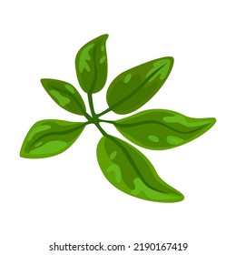 Tropic leaf illustration. Bright green exotic plants vector on white background. Jungle foliage decoration