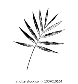 Tropic leaf on white background for graphic and web design. Modern simple vector sign.