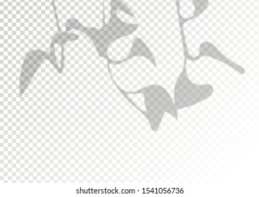 Tropic leaf. The transparent shadow overlay effect. Mockup with overlay a palm leaf shadow. Natural lighting overlays shadow on top. Scene of Tropical leaf shadow from the window. Realistic vector.