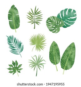 Tropic leaves set. Vector watercolor illustration of tropical plants.