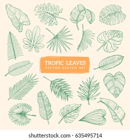 Tropic leaves sketch set. Eps10 vector illustration. 