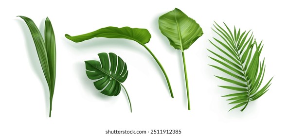 Tropic palm leaf isolated. Monstera plant leaves vector set. Summer realistic jungle branch collection. 3d beautiful botany paradise decor with rhopalostylis and philodendron natural element