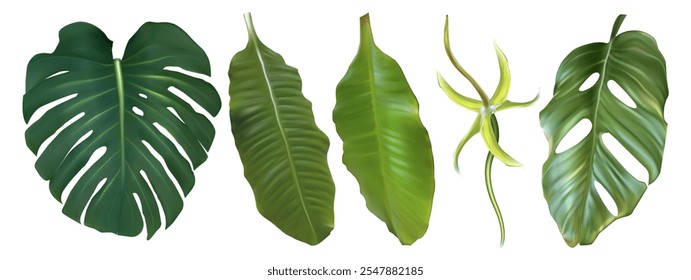 Folha de palmeira tropical isolada. Monstera planta deixa conjunto realista. Elemento de decoração de vetor de folhagem de selva para design havaiano. Botânica clipart decorativo da bela ilustração da flora botânica da tailândia