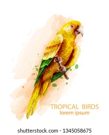 Tropic Parrot yellow bird Vector watercolor illustration. Cute bird on a brach isolated on white