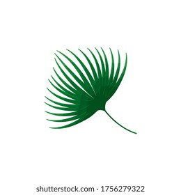 tropic plant, jungle leaf, exotic foliage nature botanical vector illustration design