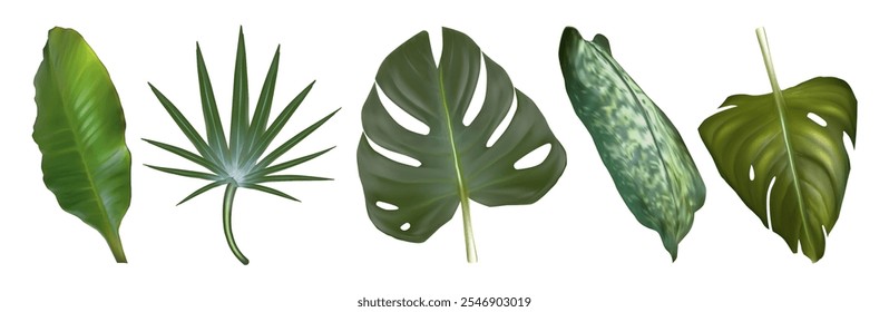 Folhas de plantas trópicas colocadas isoladas sobre fundo branco. Ilustração realista de vetor de monstera verde, palma, banana, folha de orquídea, praia de verão, interior da casa, folhagem da selva, design de estufa de botânica