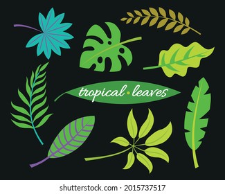 Tropic plants. Monstera and palm jungle leaves, green exotic foliage, nature botanical decorative collection. Vector illustration isolated collection tropical leaf set