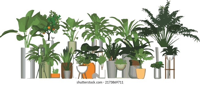 İndoor Tropic Plants in Pots