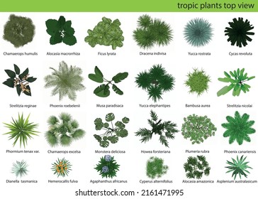 Vista superior de Plantas tropicales con nombres latinos