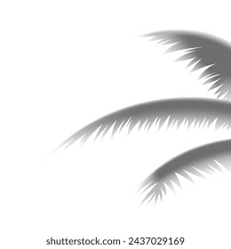 Tropical 3d palm tree shadow leaves silhouette isolated on white background realistic vector illustration. Exotic coconut plant leaf paradise summer vacation resort botanical foliage jungle rainforest