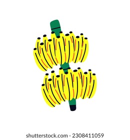 Tropical acid fruit isolated bunch banana on cane. Hand drawn vector