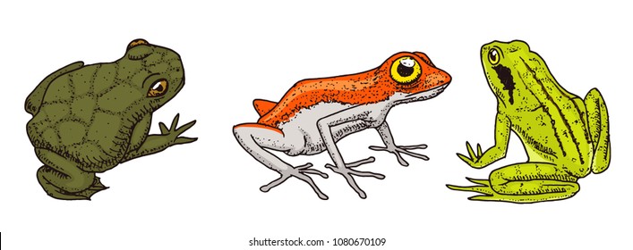 Tropical Amphibians. Wild animals. Frogs and anuran, hoptoad or toad. Engraved hand drawn in old vintage sketch. Vector illustration.