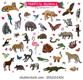 tropical animals big collection vector