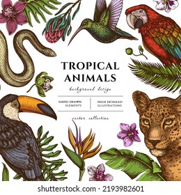 Tropical animals hand drawn illustration design. Background with retro leopard, snake, hummingbird, toucan, scarlet macaw, monstera, banana palm leaves, strelitzia, protea, phalaenopsis.