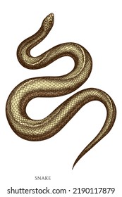 Tropical animals hand drawn vector illustrations collection. Colored snake.