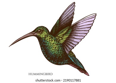 Tropical animals hand drawn vector illustrations collection. Colored hummingbird.