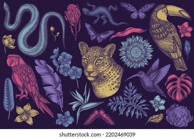 Colección de ilustraciones vectoriales a mano de animales tropicales. Leopardo estilizado, serpiente, lagarto, colibrí, tocan, macao escarlata, brooke rajah, cola gigante africana, monstera, banana