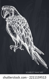 Colección de ilustraciones vectoriales a mano de animales tropicales. Maqueta escarlata de alca.