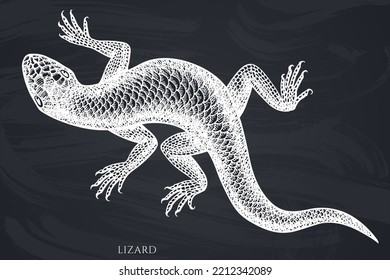 Colección de ilustraciones vectoriales a mano de animales tropicales. Lagartija de Chalk.