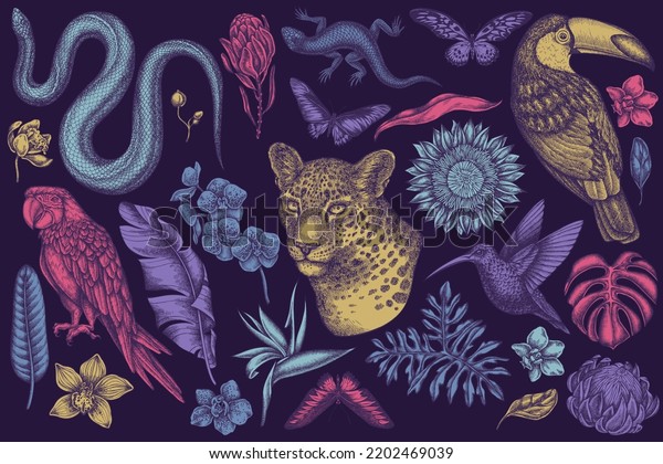 Tropical animals hand drawn vector illustrations\
collection. Stylized leopard, snake, lizard, hummingbird, toucan,\
scarlet macaw, rajah brooke\'s birdwing, african giant swallowtail,\
monstera, banana