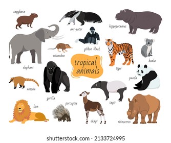 Tropical animals set. Predators and herbivores fauna vector animals isolated on white background. Flat cartoon illustration.