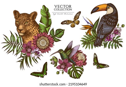 Colección de ilustraciones de época de animales tropicales. Diseños de logo dibujados a mano con leopardo, colibrí, toucan, brooke rajah, cola gigante africana, monstera, hojas de palma bananeras