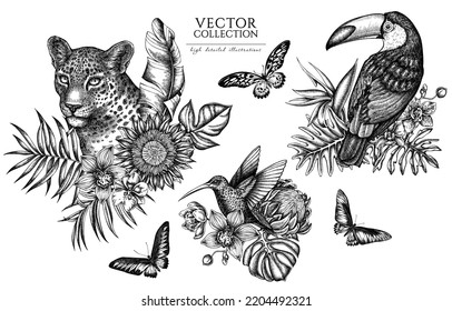 Kollektion von Vintage Illustrationen von tropischen Tieren. Handgezeichnete Logo-Designs mit Leopard, Kolibris, Toucan, Rajah Brooke s Birdwing, afrikanischer Riesenschwanz, Monstera, Bananenpalmenblätter