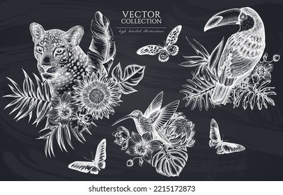 Tropical animals vintage illustrations collection. Hand drawn logo designs with leopard, hummingbird, toucan, rajah brooke's birdwing, african giant swallowtail, monstera, banana palm leaves