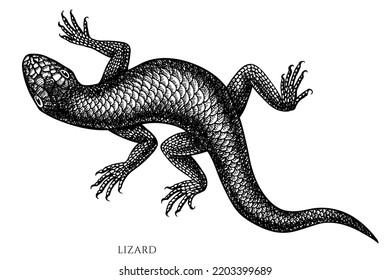 Tropical animals vintage vector illustrations collection. Black and white lizard.