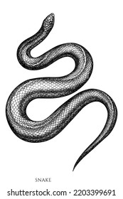 Tropical animals vintage vector illustrations collection. Black and white snake.