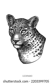 Tropical animals vintage vector illustrations collection. Black and white leopard.