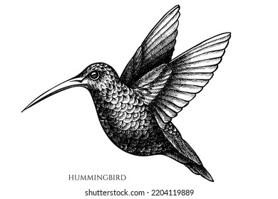 Vintage-Vektorgrafik-Kollektion für tropische Tiere. Schwarz-Weiß-Kolibris.