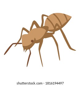 Icono de hormiga tropical. Isométrico del icono del vector de hormigas tropicales para el diseño web aislado en fondo blanco