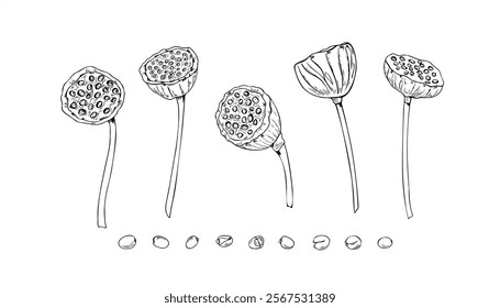 Tropical aquatic lotus seed pod graphic vector sketch set drawing by black inks. Dried oriental exotic water lily heads with nuts botanical illustration clip art. For cosmetic, ayurveda products.