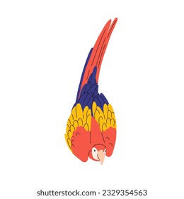 Tropical Ara parrot. Macaw, multicolored feathered bird. Funny exotic birdie with multi-colored plumage. Parakeet with tail up. Colored flat graphic vector illustration isolated on white background