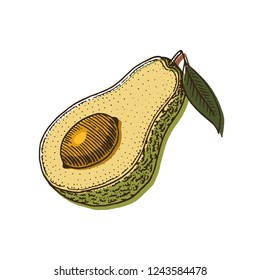 Tropical avocado. Evergreen fruit plant. Organic oil in the bottle. leaves and branches, leaf and half seeds. Isolated Vector hand drawn. Vintage template for design. Engraved monochrome sketch.